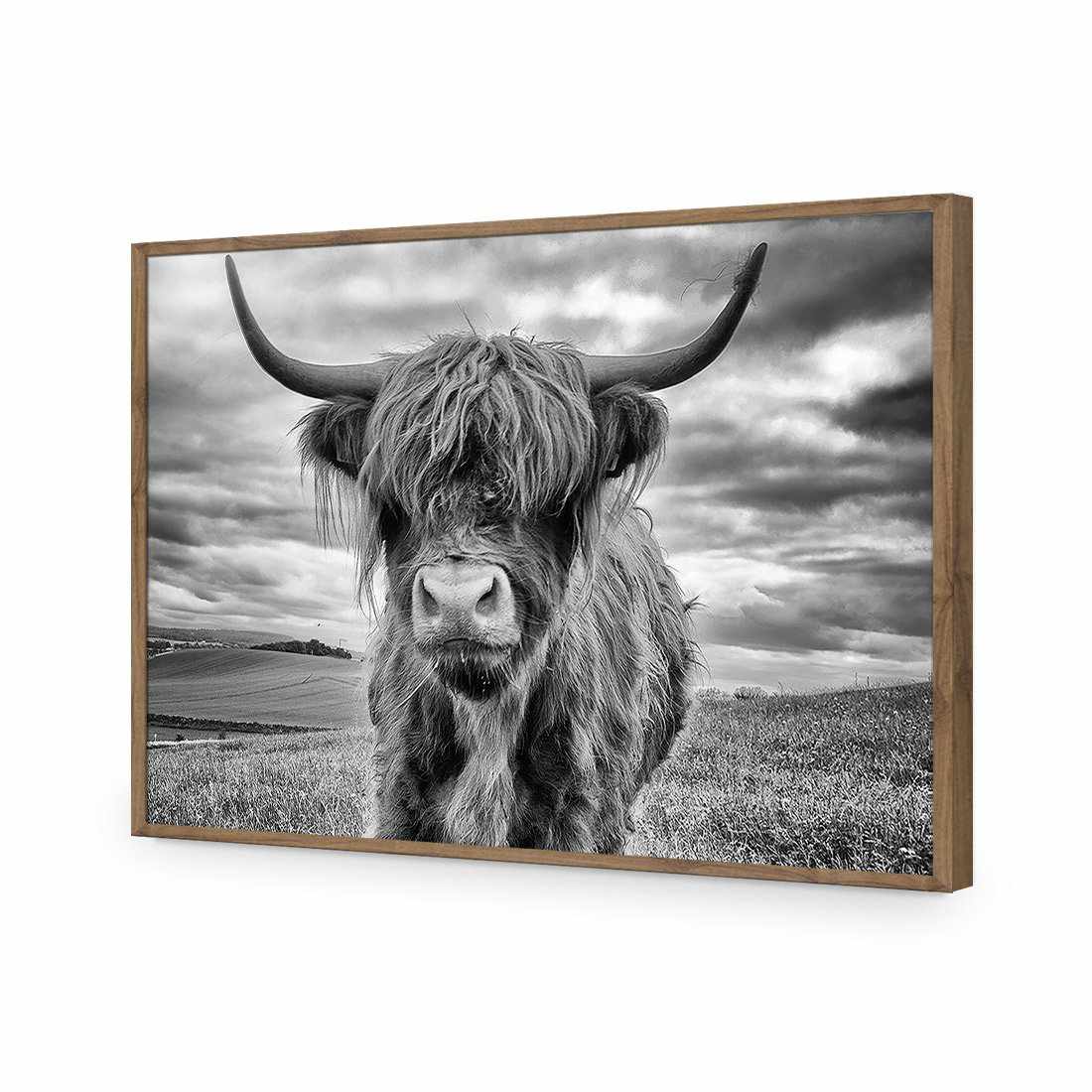 Stormy the Highland Acrylic Glass Art-Acrylic-Wall Art Designs-Without Border-Acrylic - Natural Frame-45x30cm-Wall Art Designs