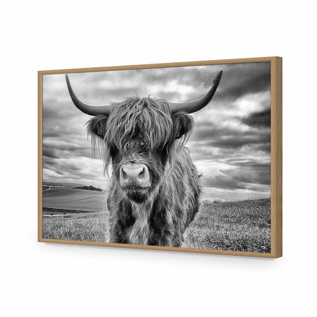 Stormy the Highland Acrylic Glass Art-Acrylic-Wall Art Designs-Without Border-Acrylic - Oak Frame-45x30cm-Wall Art Designs
