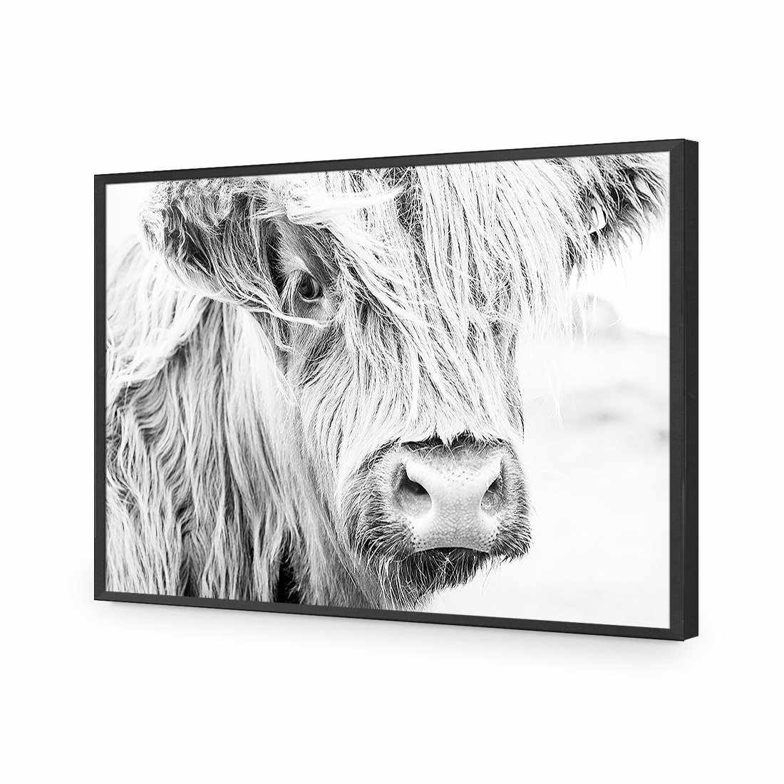 Henrietta the Highland Cow-Acrylic-Wall Art Design-Without Border-Acrylic - Black Frame-45x30cm-Wall Art Designs