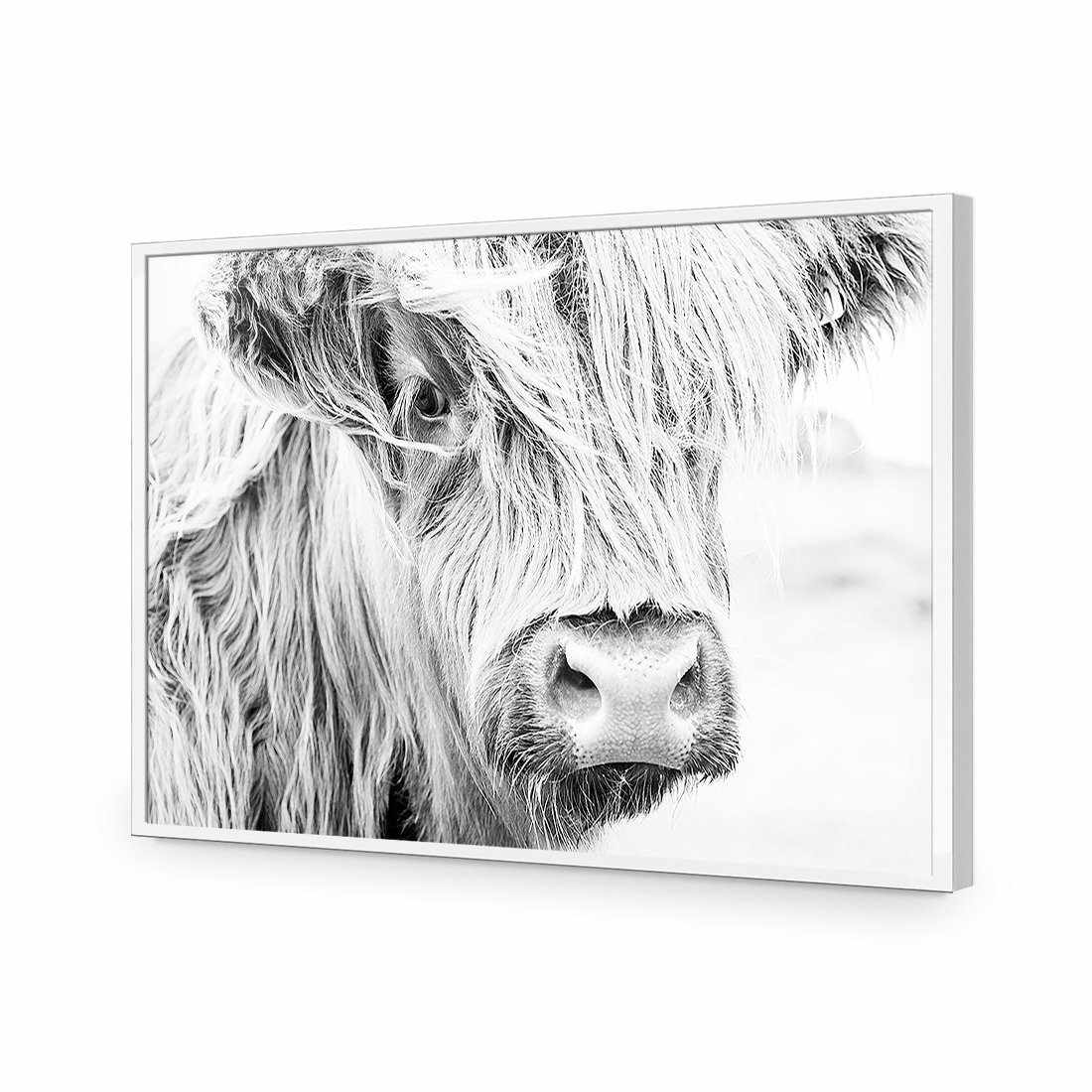 Henrietta the Highland Cow-Acrylic-Wall Art Design-Without Border-Acrylic - White Frame-45x30cm-Wall Art Designs