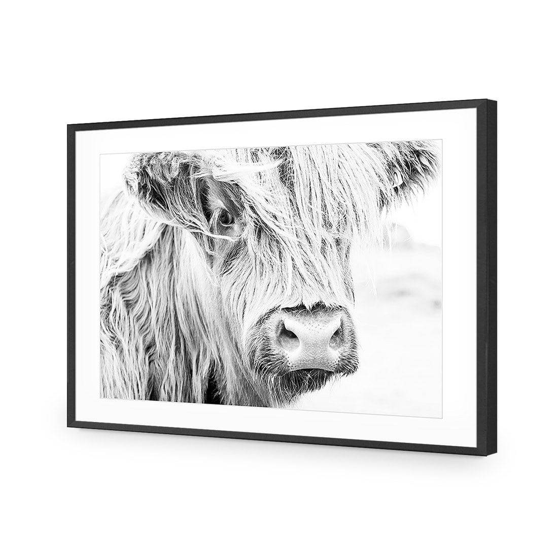 Henrietta the Highland Cow-Acrylic-Wall Art Design-With Border-Acrylic - Black Frame-45x30cm-Wall Art Designs