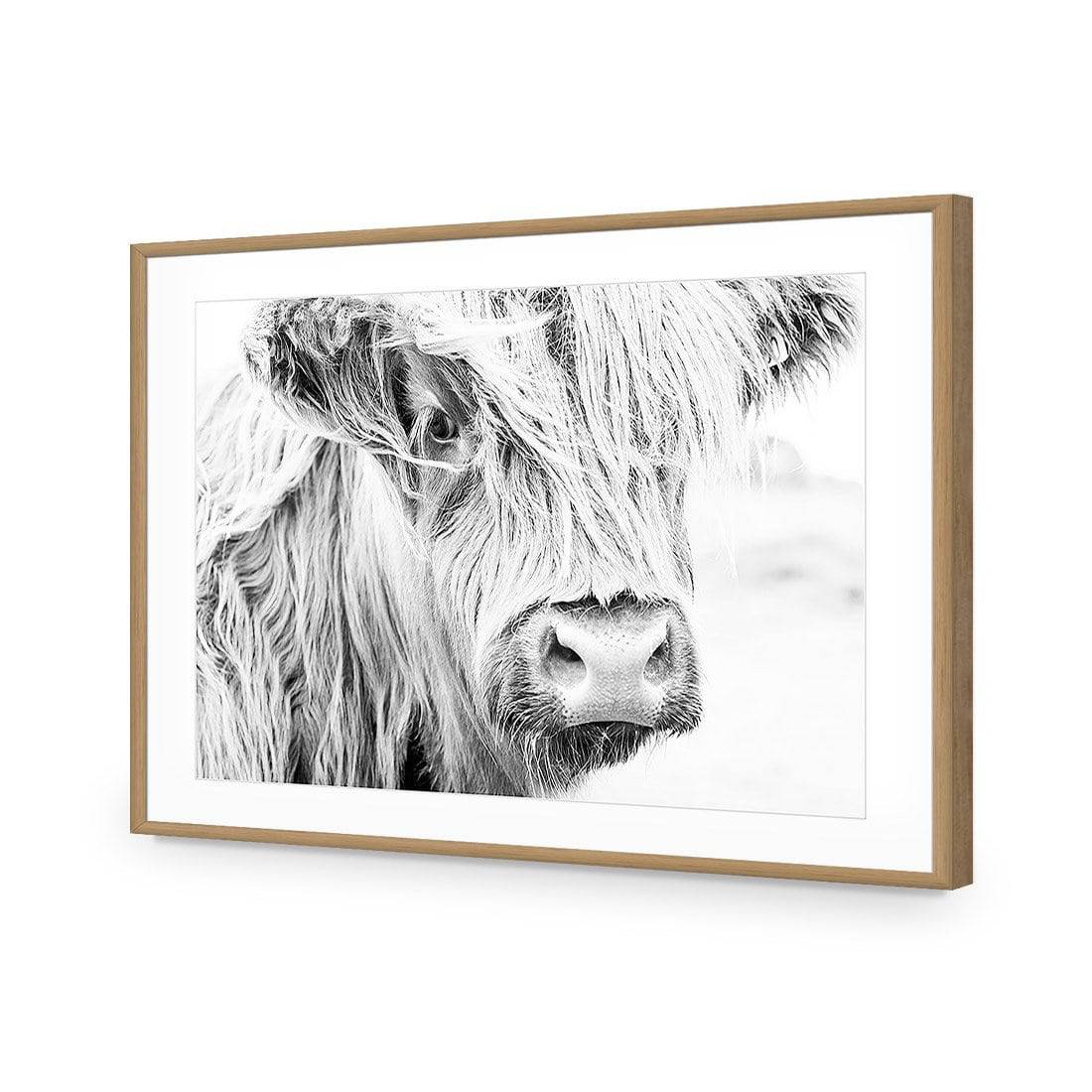 Henrietta the Highland Cow-Acrylic-Wall Art Design-With Border-Acrylic - Oak Frame-45x30cm-Wall Art Designs