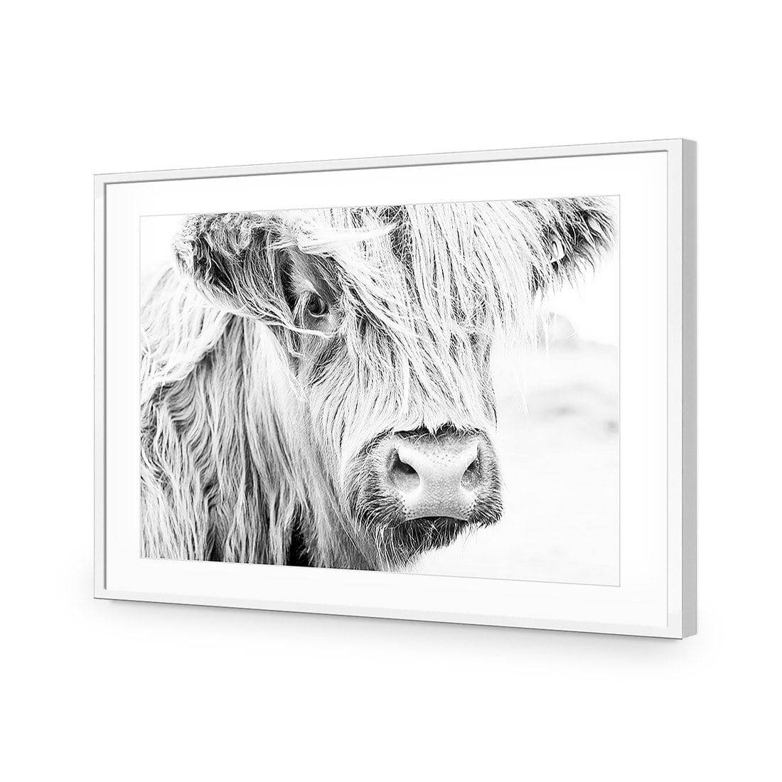 Henrietta the Highland Cow-Acrylic-Wall Art Design-With Border-Acrylic - White Frame-45x30cm-Wall Art Designs
