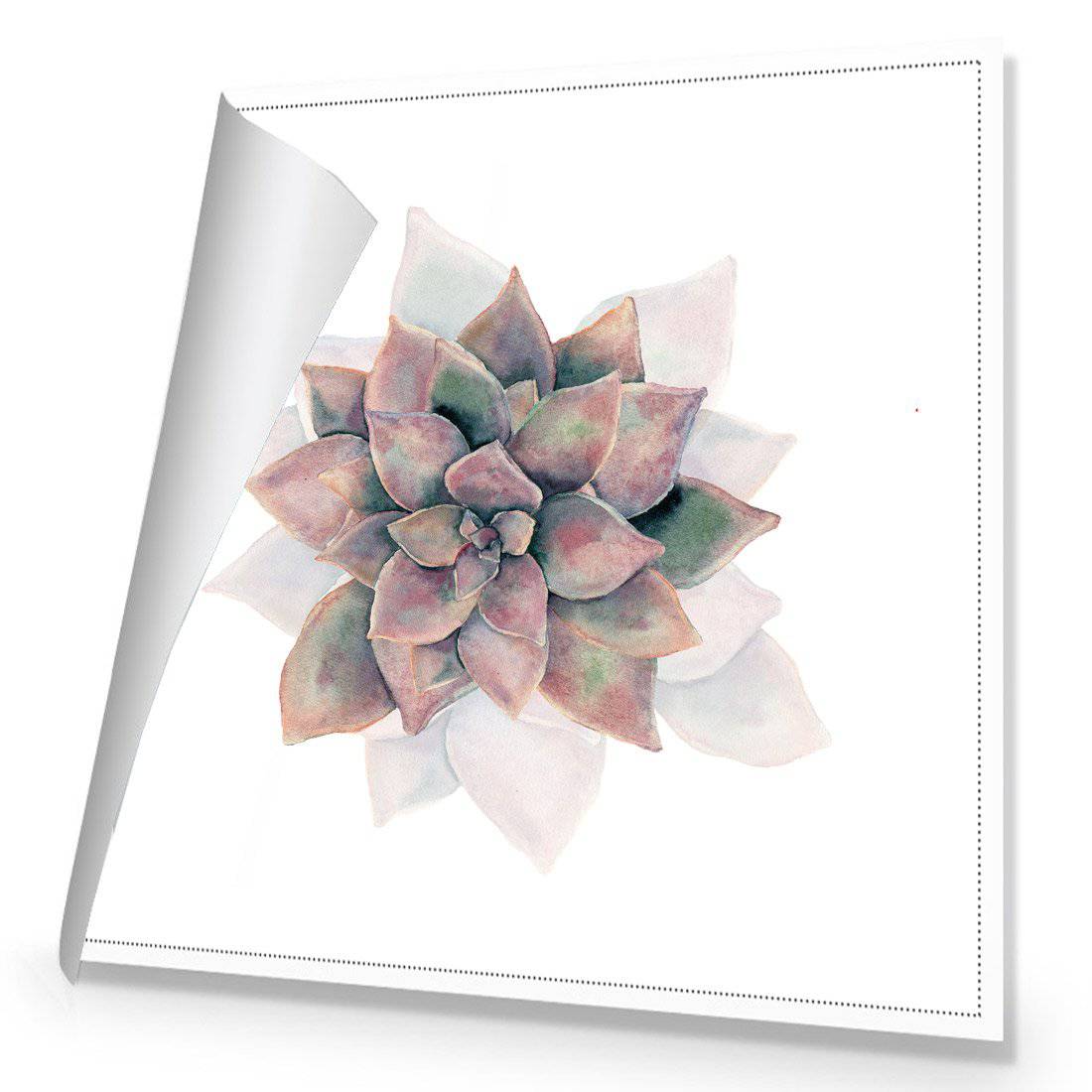 Succulent Rosette | Standard Canvas | No Frame | Rolled Canvas