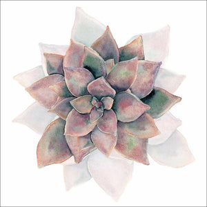 Succulent Rosette