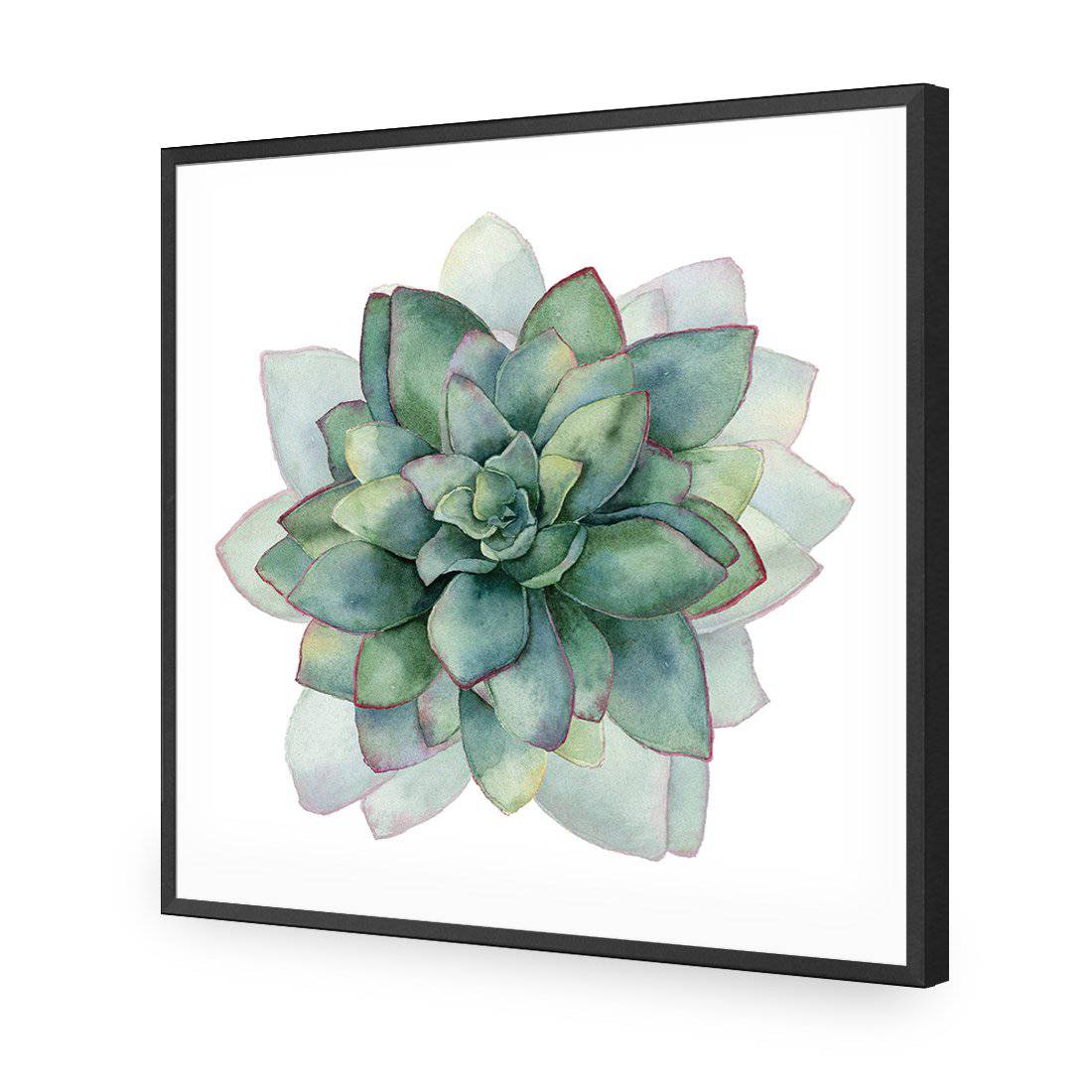 Succulent Spiral, Square-Acrylic-Wall Art Design-Without Border-Acrylic - Black Frame-37x37cm-Wall Art Designs