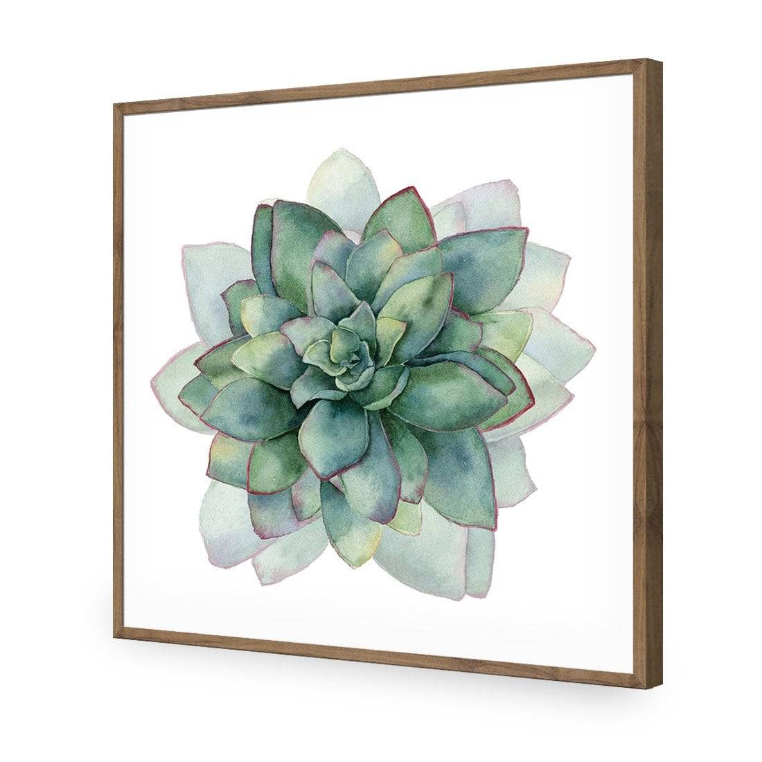 Succulent Spiral, Square-Acrylic-Wall Art Design-Without Border-Acrylic - Natural Frame-37x37cm-Wall Art Designs