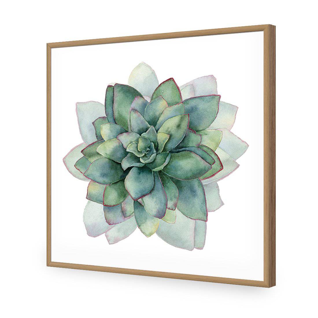 Succulent Spiral, Square-Acrylic-Wall Art Design-Without Border-Acrylic - Oak Frame-37x37cm-Wall Art Designs