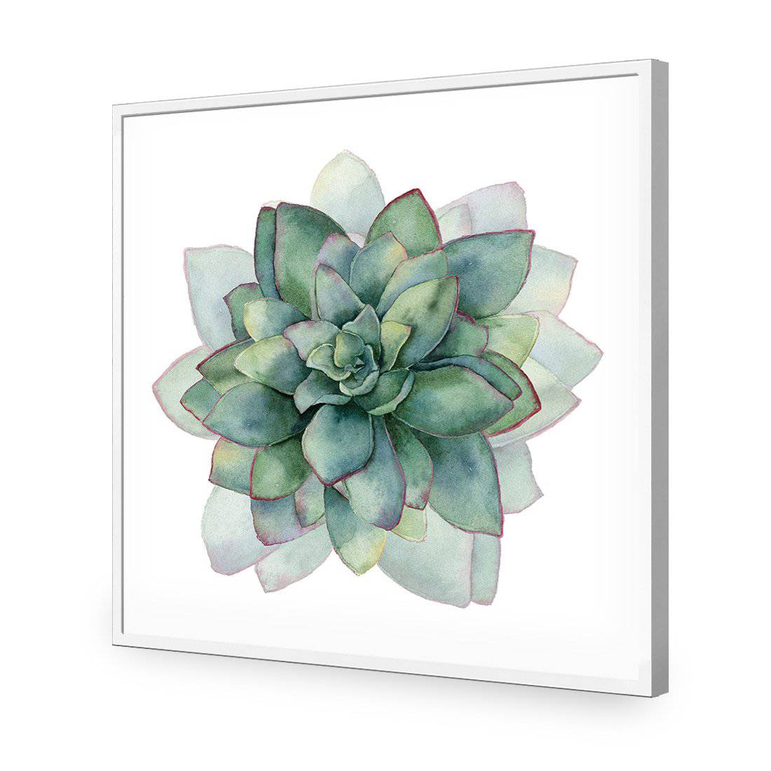 Succulent Spiral, Square-Acrylic-Wall Art Design-Without Border-Acrylic - White Frame-37x37cm-Wall Art Designs