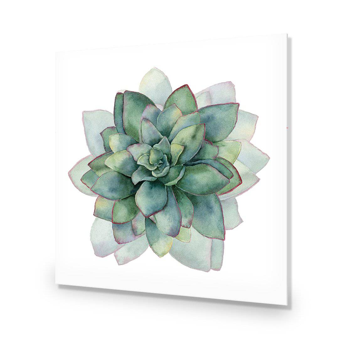 Succulent Spiral, Square-Acrylic-Wall Art Design-Without Border-Acrylic - No Frame-37x37cm-Wall Art Designs
