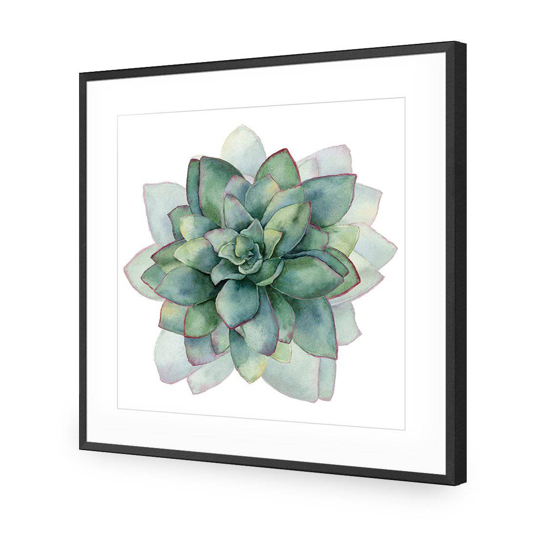 Succulent Spiral, Square-Acrylic-Wall Art Design-With Border-Acrylic - Black Frame-37x37cm-Wall Art Designs
