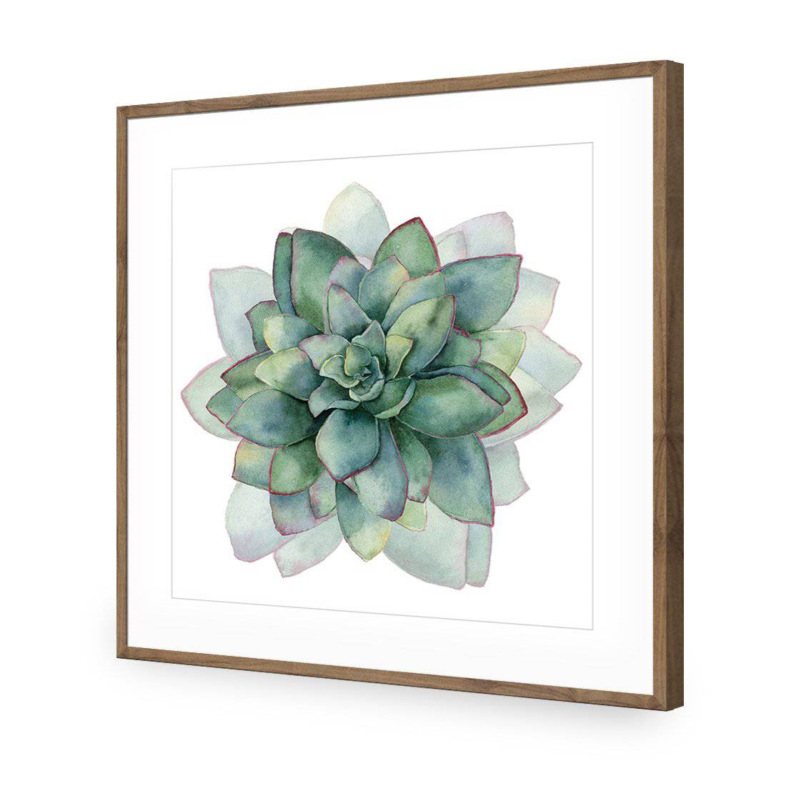 Succulent Spiral, Square-Acrylic-Wall Art Design-With Border-Acrylic - Natural Frame-37x37cm-Wall Art Designs