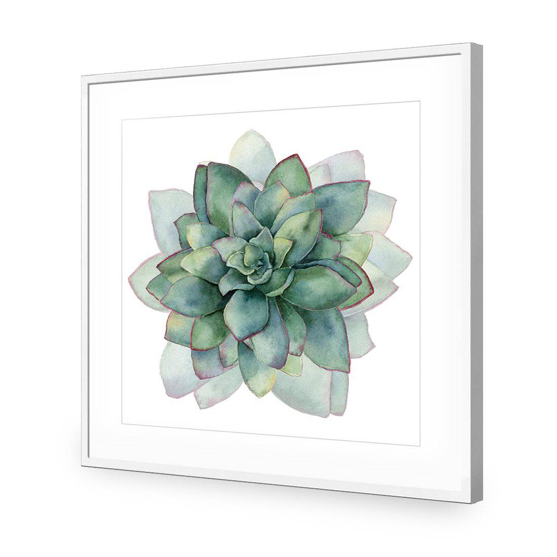 Succulent Spiral, Square-Acrylic-Wall Art Design-With Border-Acrylic - White Frame-37x37cm-Wall Art Designs