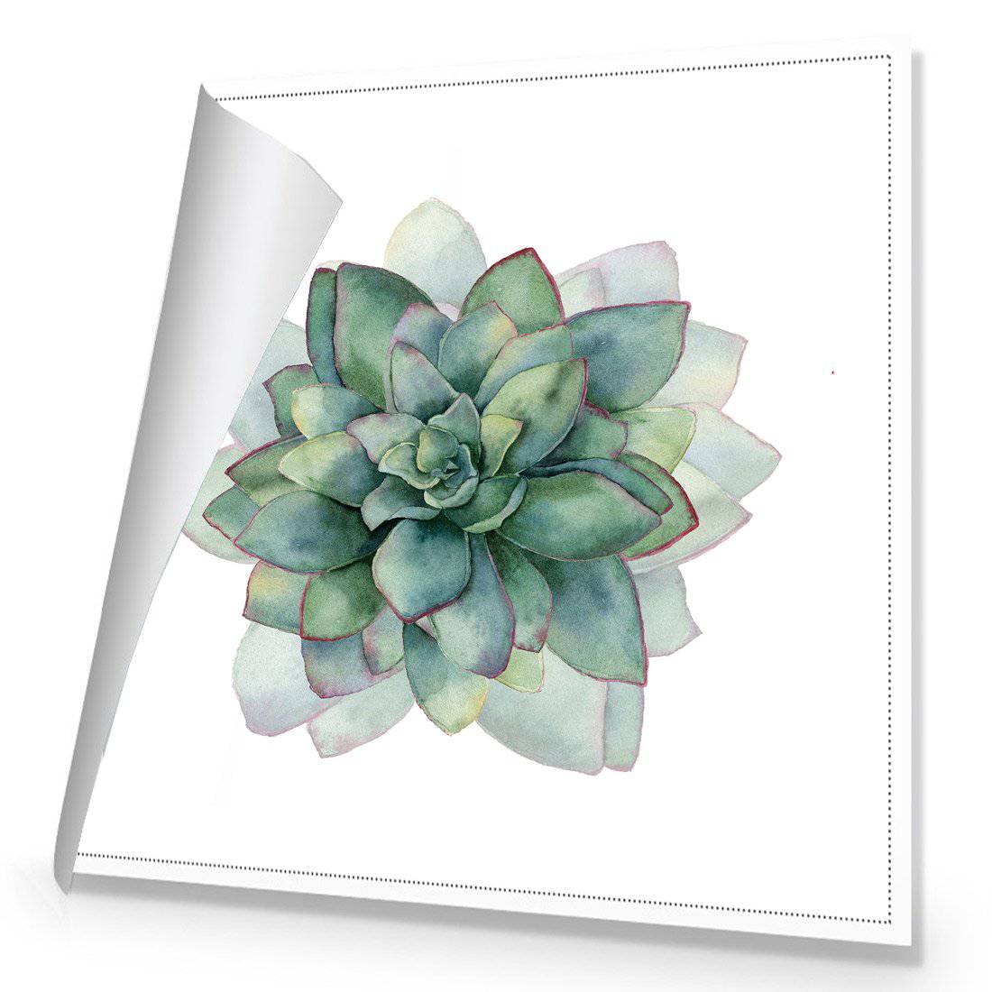 Succulent Spiral, Square | Standard Canvas | No Frame | Rolled Canvas