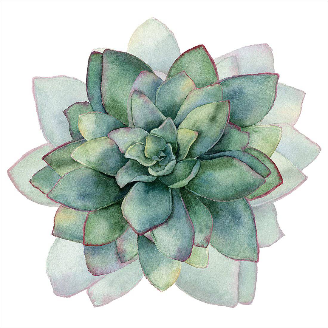 Succulent Spiral, Square-Acrylic-Wall Art Design-With Border-Acrylic - No Frame-37x37cm-Wall Art Designs