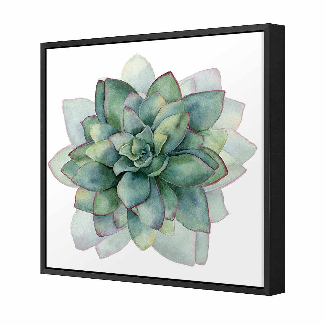 Succulent Spiral Canvas Art-Canvas-Wall Art Designs-30x30cm-Canvas - Black Frame-Wall Art Designs
