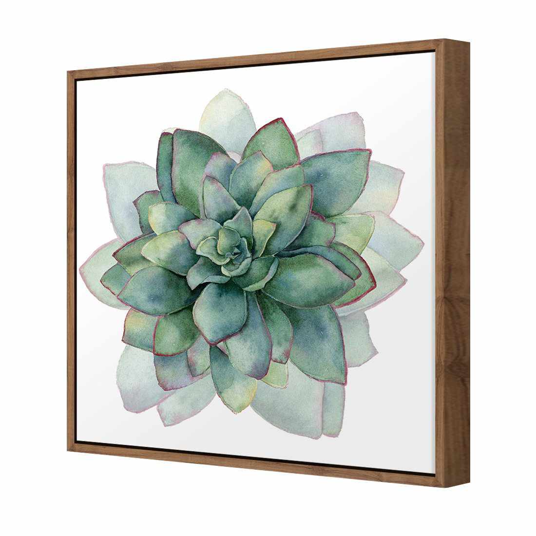 Succulent Spiral Canvas Art-Canvas-Wall Art Designs-30x30cm-Canvas - Natural Frame-Wall Art Designs