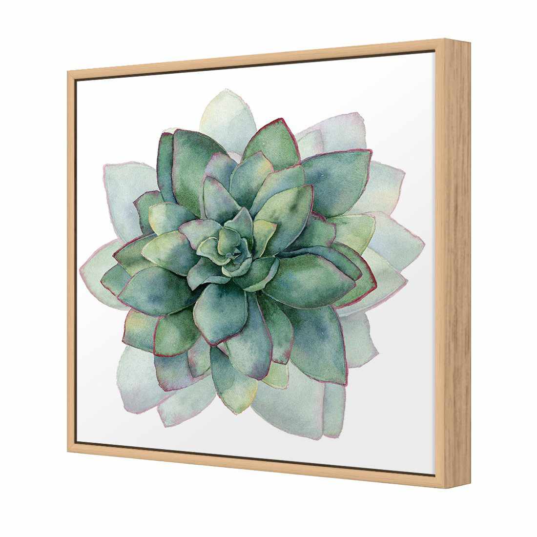 Succulent Spiral Canvas Art-Canvas-Wall Art Designs-30x30cm-Canvas - Oak Frame-Wall Art Designs