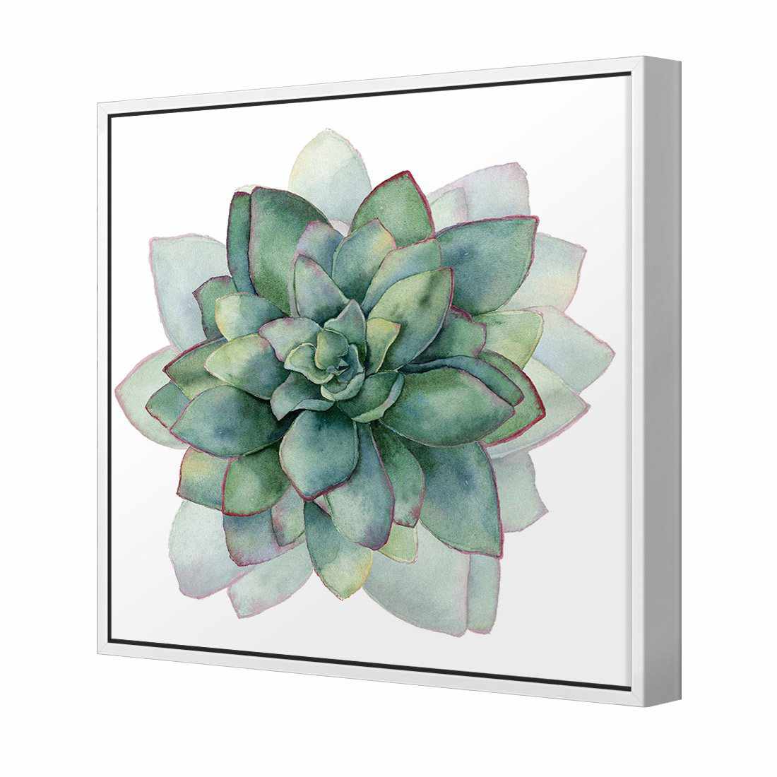 Succulent Spiral Canvas Art-Canvas-Wall Art Designs-30x30cm-Canvas - White Frame-Wall Art Designs