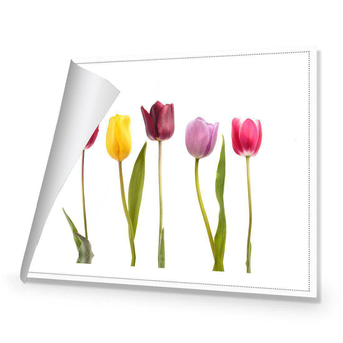 Tulip Delight Canvas Art-Canvas-Wall Art Designs-45x30cm-Rolled Canvas-Wall Art Designs