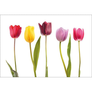 Tulip Delight