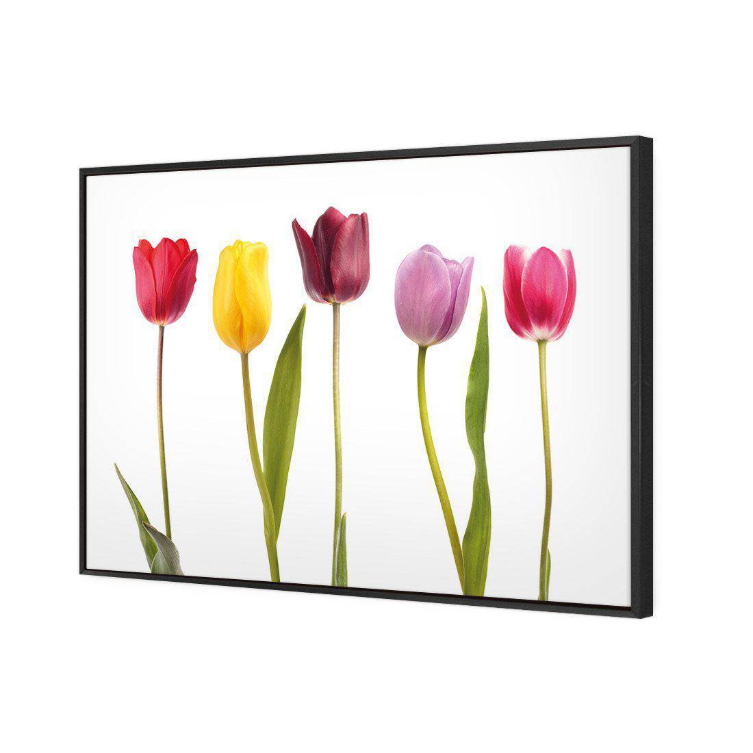 Tulip Delight Canvas Art-Canvas-Wall Art Designs-45x30cm-Canvas - Black Frame-Wall Art Designs
