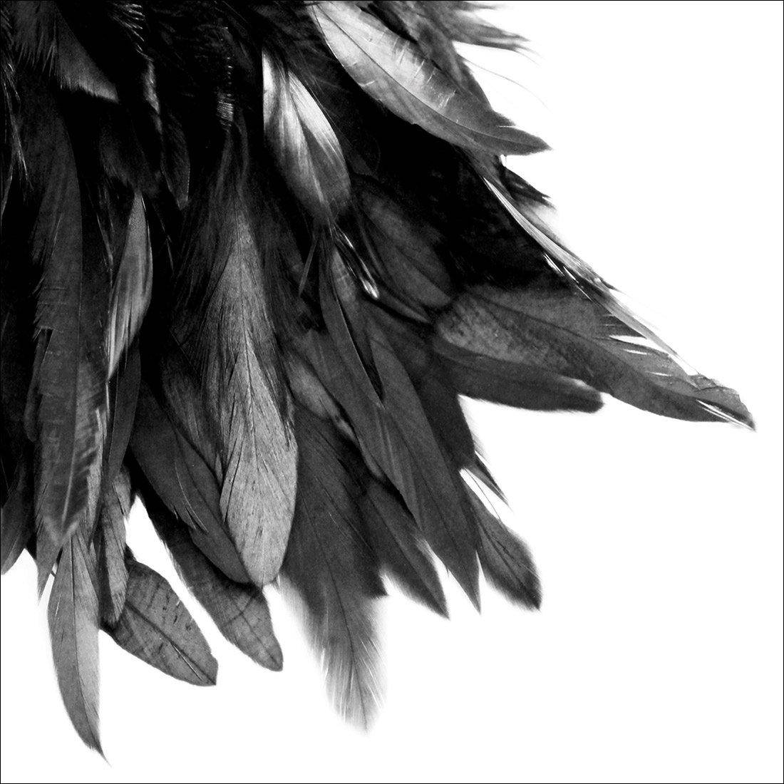 Black Feather Tail, B&W Canvas Art-Canvas-Wall Art Designs-30x30cm-Canvas - No Frame-Wall Art Designs