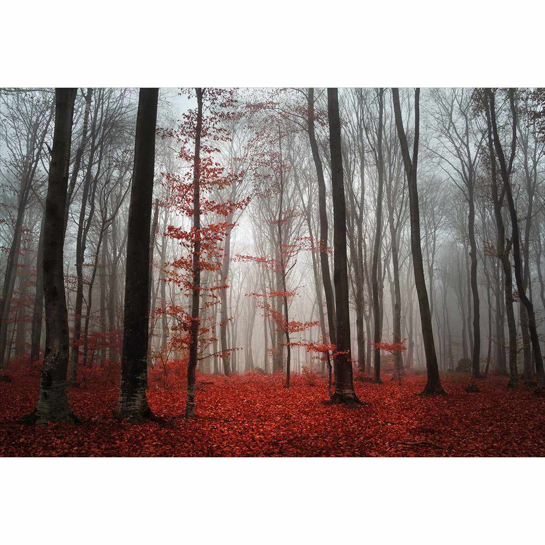 Scarlet Forest-Acrylic-Wall Art Design-With Border-Acrylic - No Frame-45x30cm-Wall Art Designs