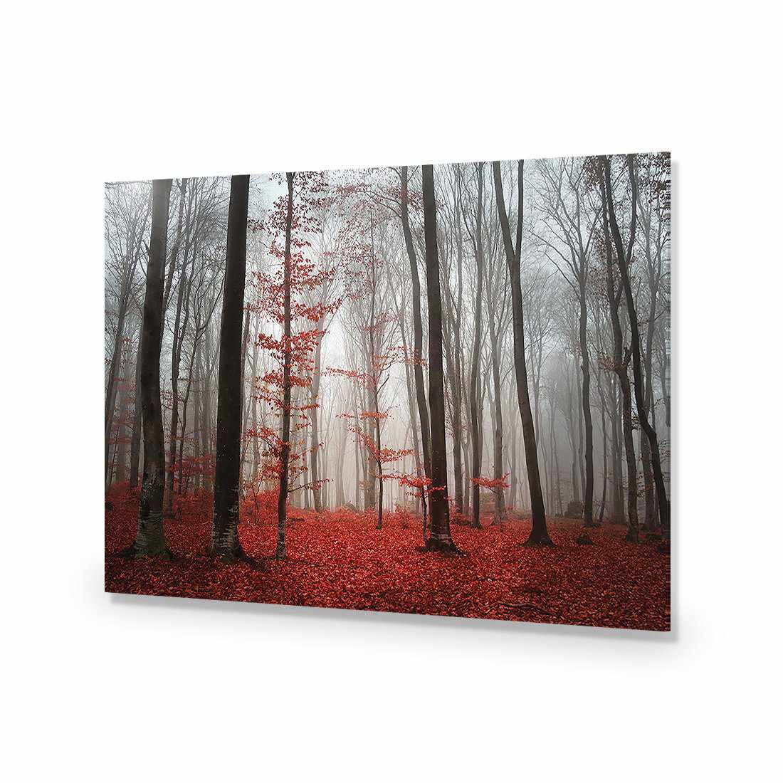 Scarlet Forest-Acrylic-Wall Art Design-Without Border-Acrylic - No Frame-45x30cm-Wall Art Designs
