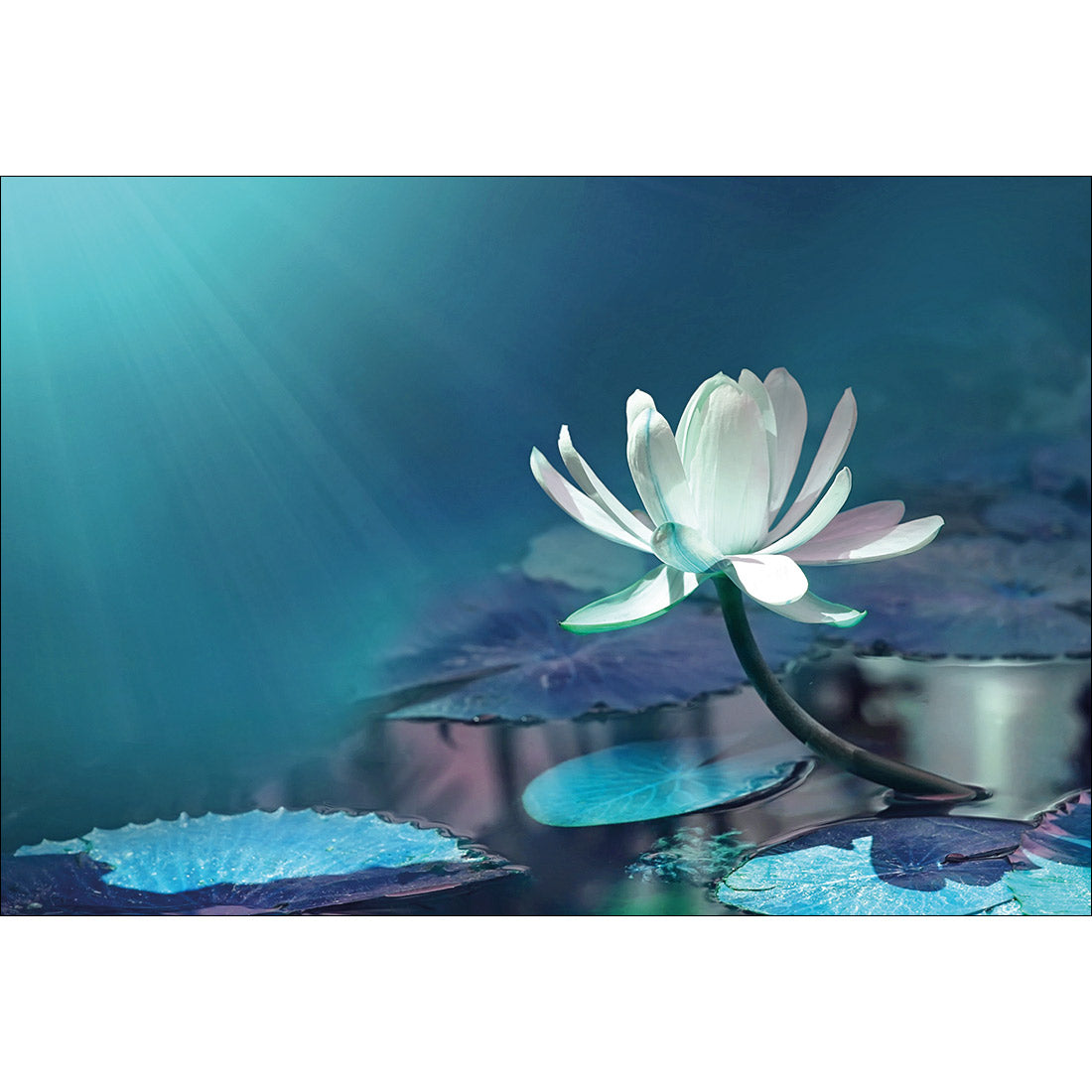 Water Lily, Blue