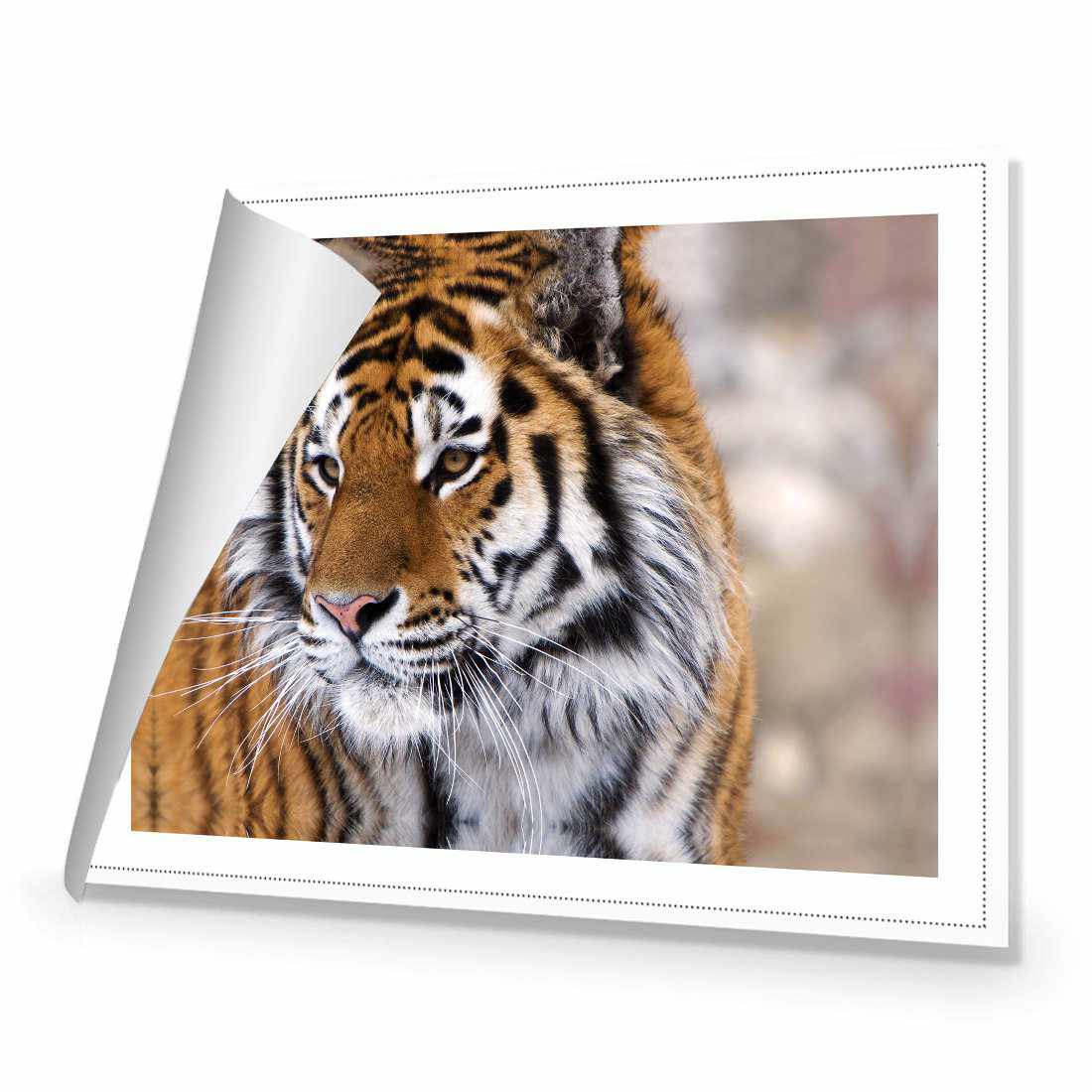 Siberian Tiger | Standard Canvas | No Frame | Rolled Canvas