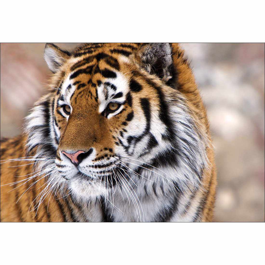 Siberian Tiger