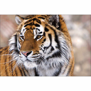 Siberian Tiger