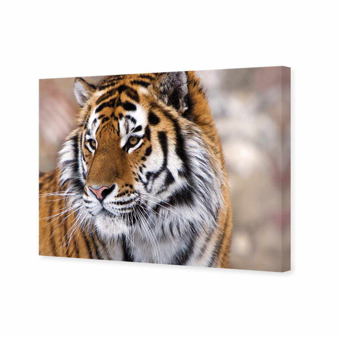 Siberian Tiger Canvas Art-Canvas-Wall Art Designs-45x30cm-Canvas - No Frame-Wall Art Designs
