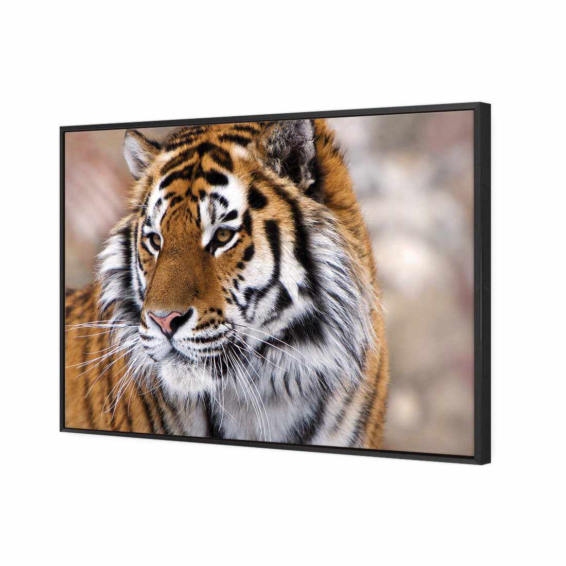 Siberian Tiger Canvas Art-Canvas-Wall Art Designs-45x30cm-Canvas - Black Frame-Wall Art Designs