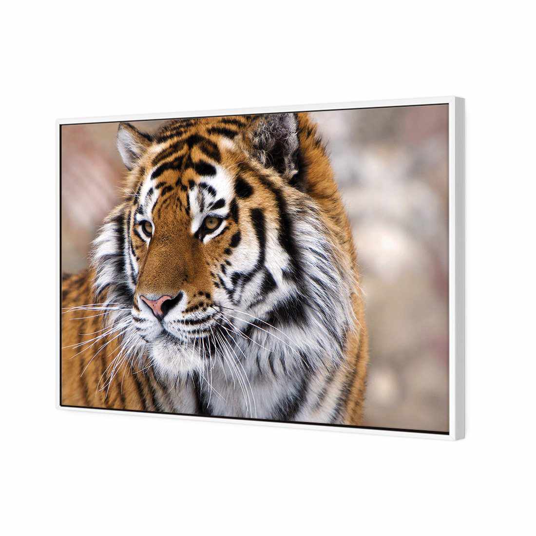 Siberian Tiger Canvas Art-Canvas-Wall Art Designs-45x30cm-Canvas - White Frame-Wall Art Designs
