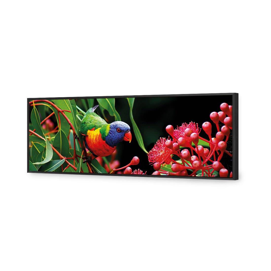 Lorikeet On Red Gum Canvas Art-Canvas-Wall Art Designs-60x20cm-Canvas - Black Frame-Wall Art Designs