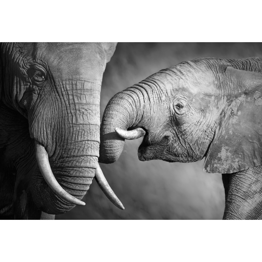 Elephant And Mum, B&W Acrylic Glass Art-Acrylic-Wall Art Design-With Border-Acrylic - No Frame-45x30cm-Wall Art Designs