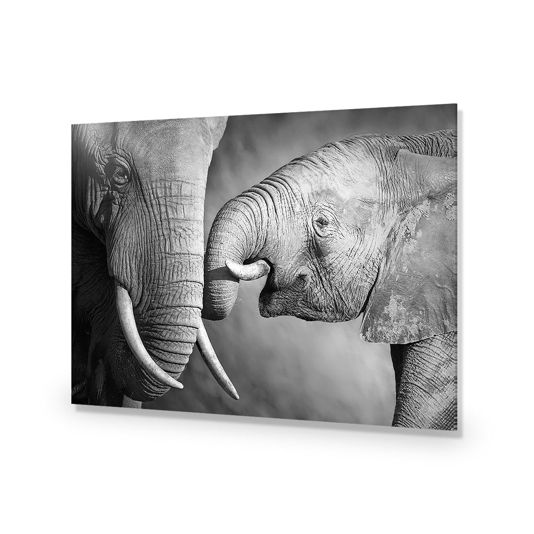 Elephant And Mum, B&W Acrylic Glass Art-Acrylic-Wall Art Design-Without Border-Acrylic - No Frame-45x30cm-Wall Art Designs