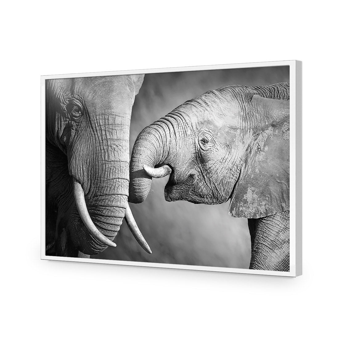 Elephant And Mum, B&W Acrylic Glass Art-Acrylic-Wall Art Design-Without Border-Acrylic - White Frame-45x30cm-Wall Art Designs