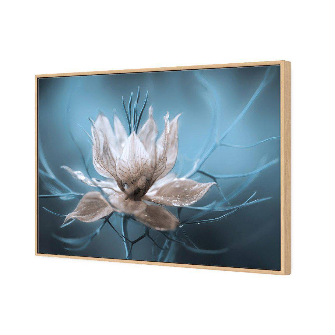 Nigella by Mandy Disher Canvas Art-Canvas-Wall Art Designs-45x30cm-Canvas - Oak Frame-Wall Art Designs
